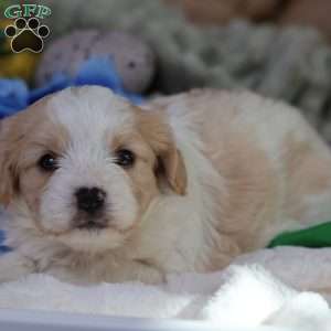 Murphy, Cavachon Puppy